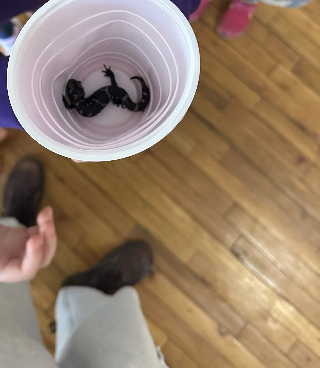 A small dark salamander curled at the bottom of a plastic cup, held over a wooden floor