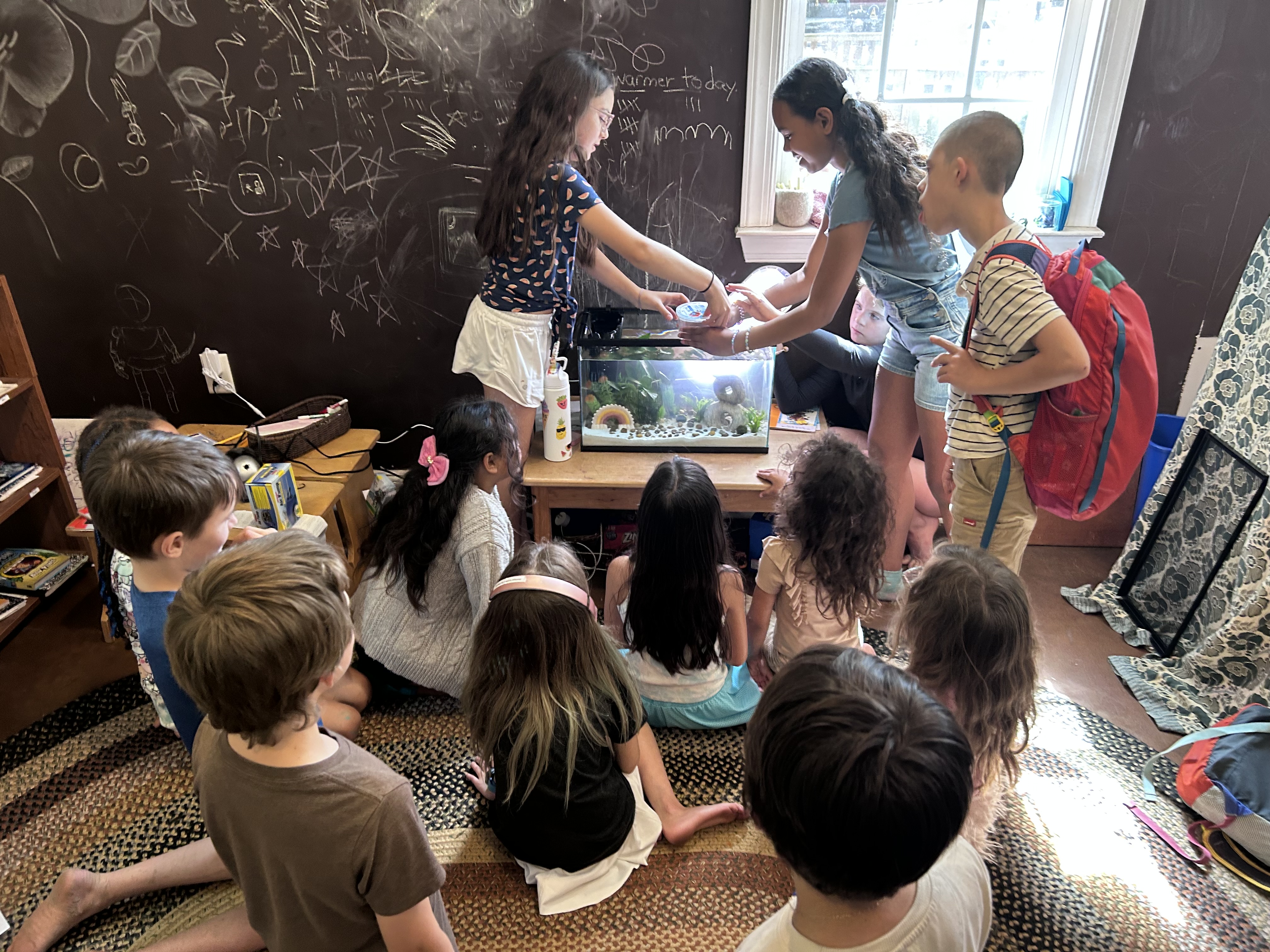 Maya's completed betta fish habitat